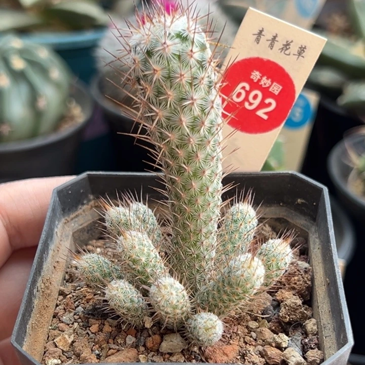 灰狐群一棵仙人球