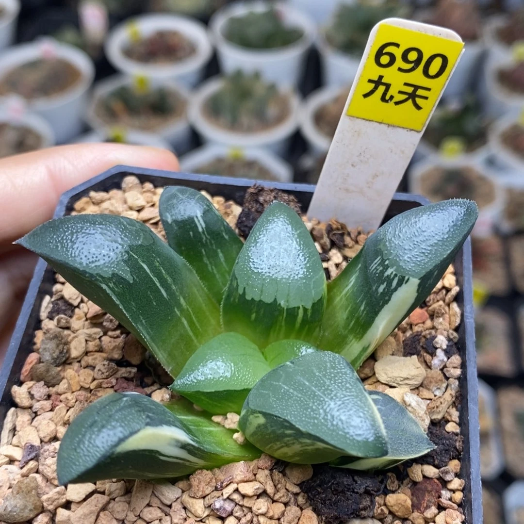 690号丘比特克锦多肉