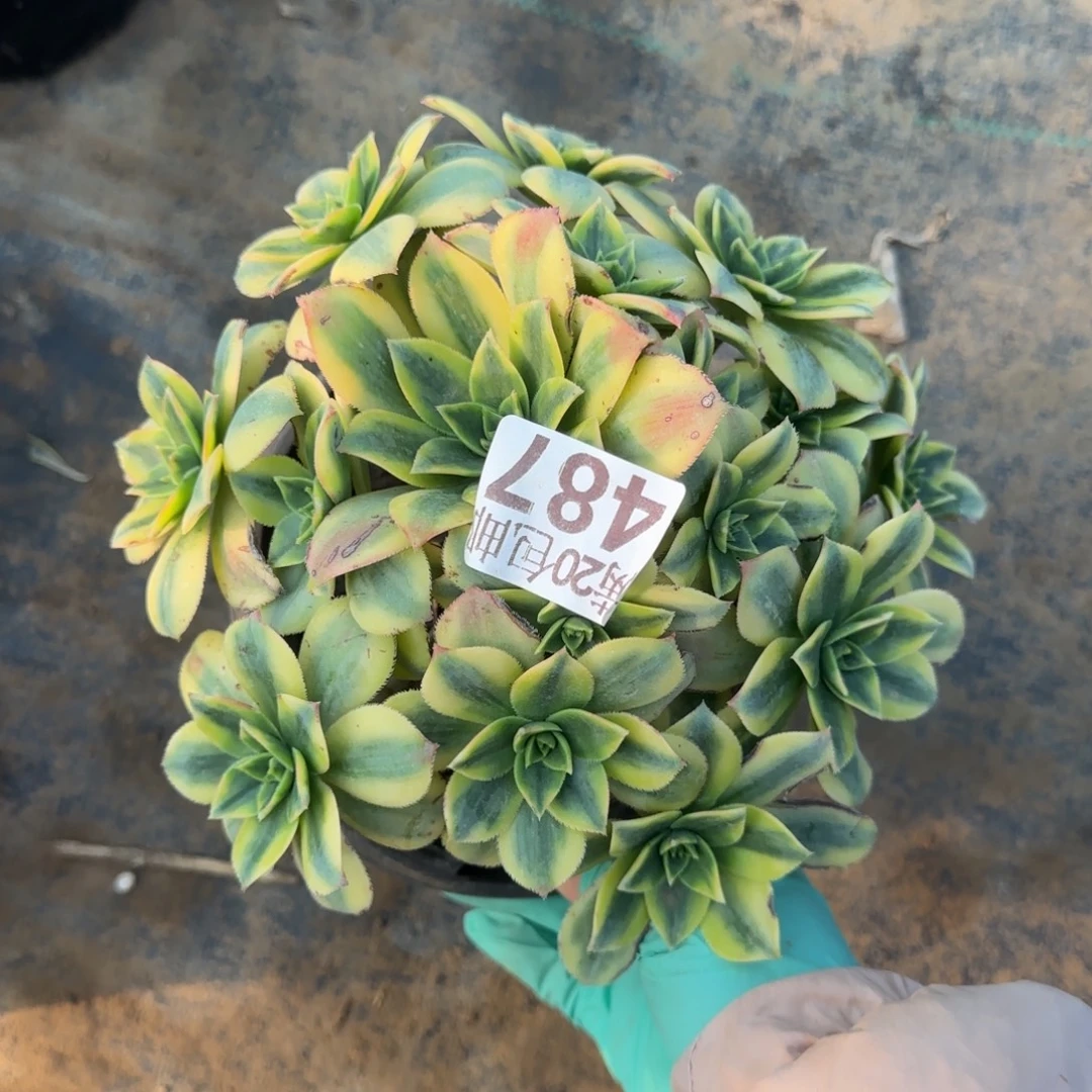 星爆487满20包邮断枝不包