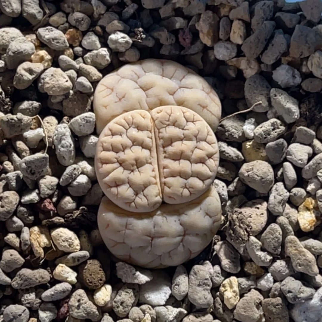 3605白底凹凸189连纹