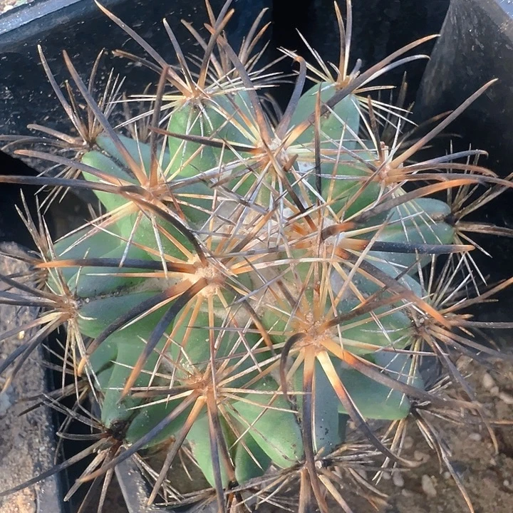 风舞。 自根。有根。