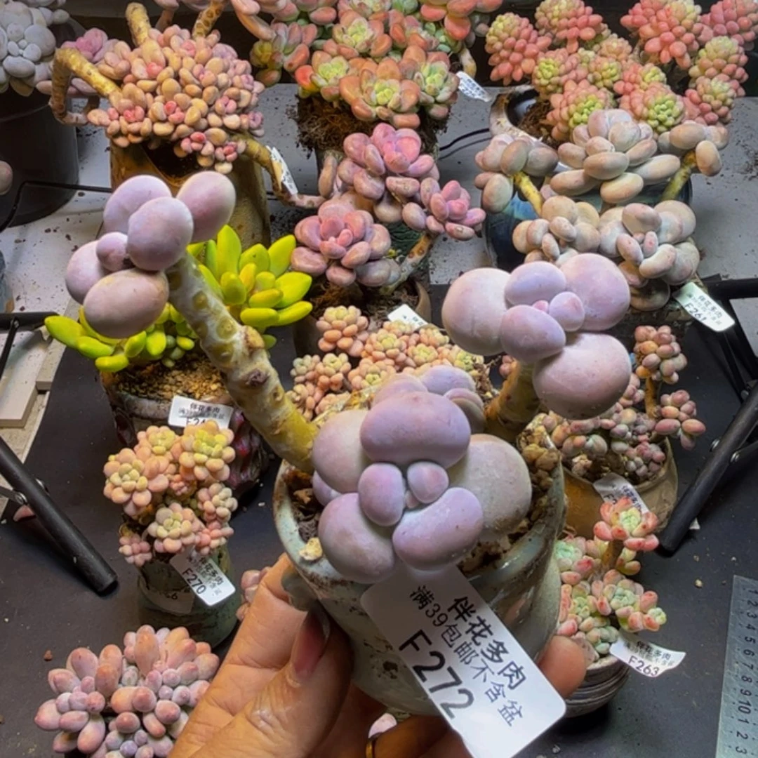 芭比奶酪272/9cm多肉