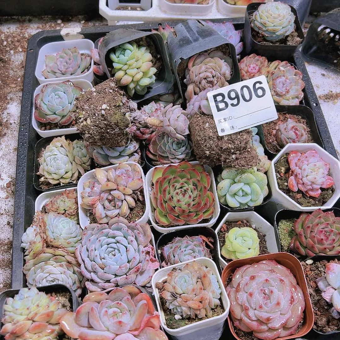 无售后瑕疵脱土框拍多肉906