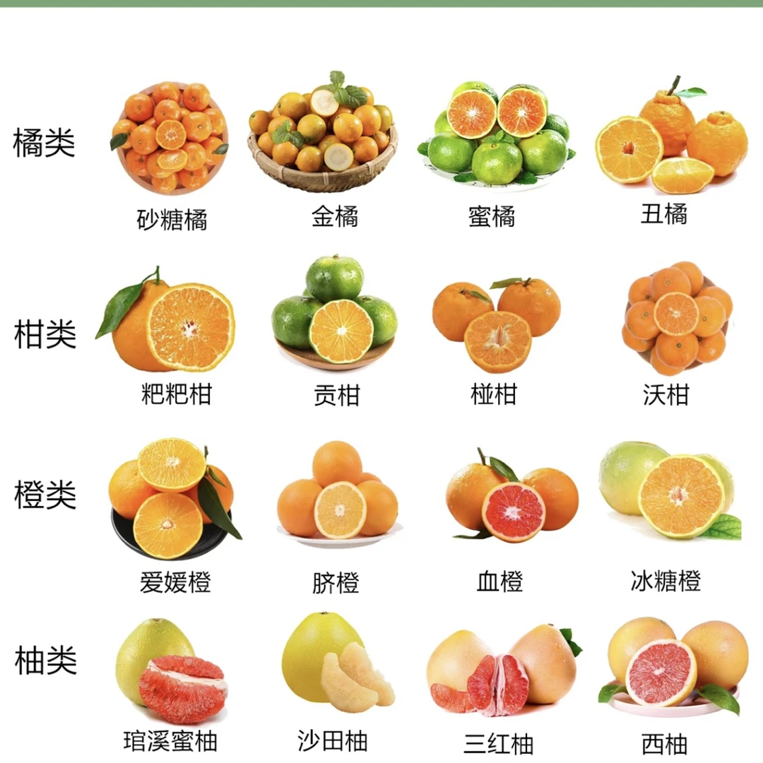 一物一拍绿植盆栽花卉园亭种植各种柑橘苗