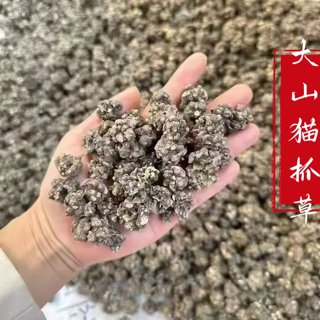【两姊妹】大山里的猫爪草无硫煮水煲汤
