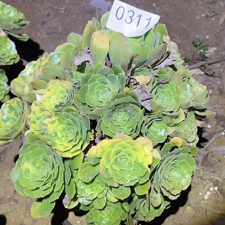 多肉植物法师311五彩琉璃