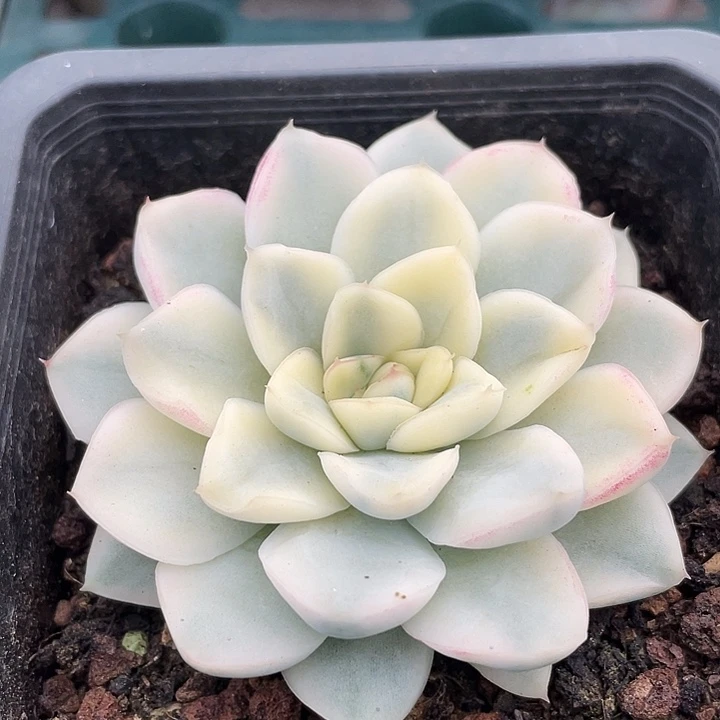 雪鸢锦。锦龙一物一拍