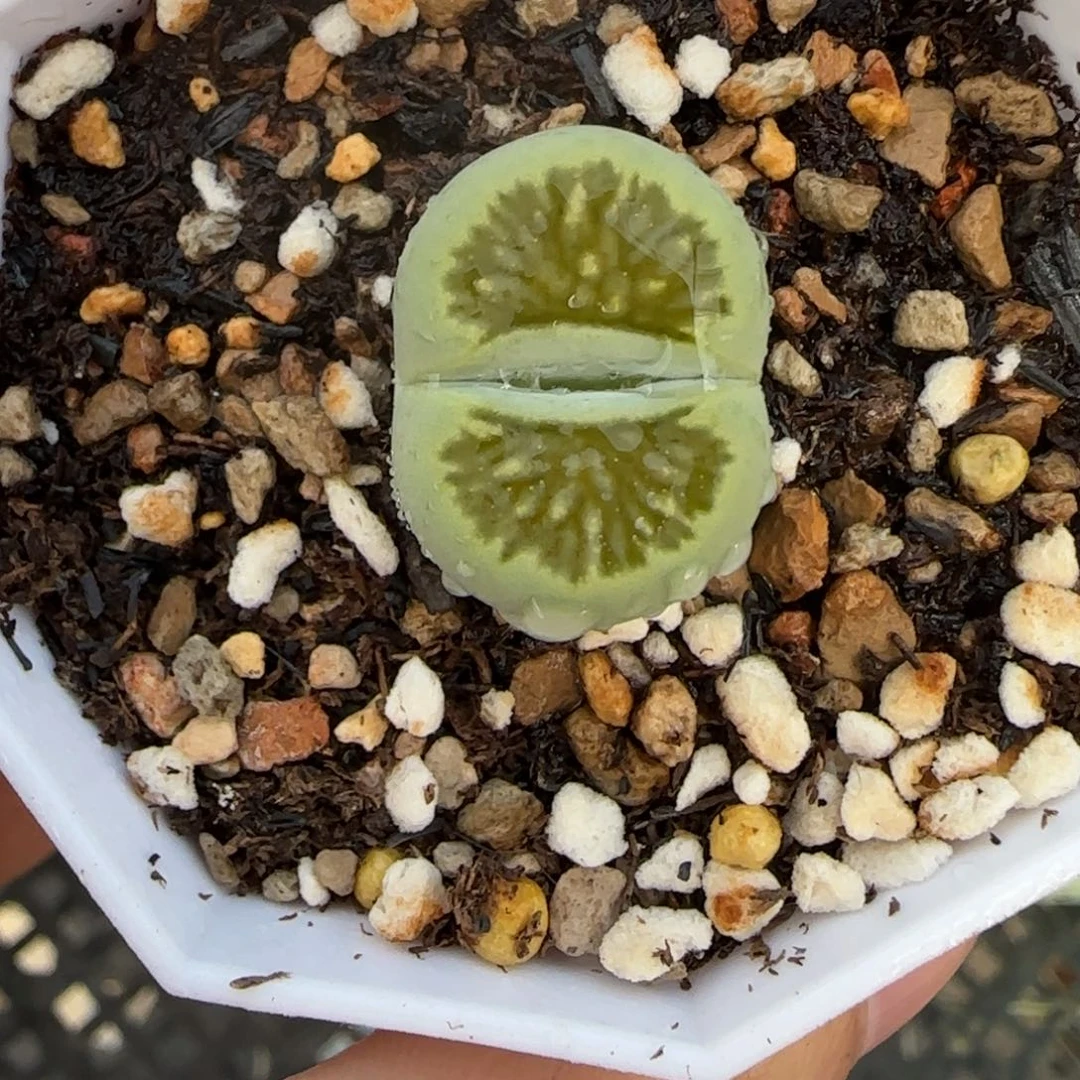 绿菊福利大棚直播