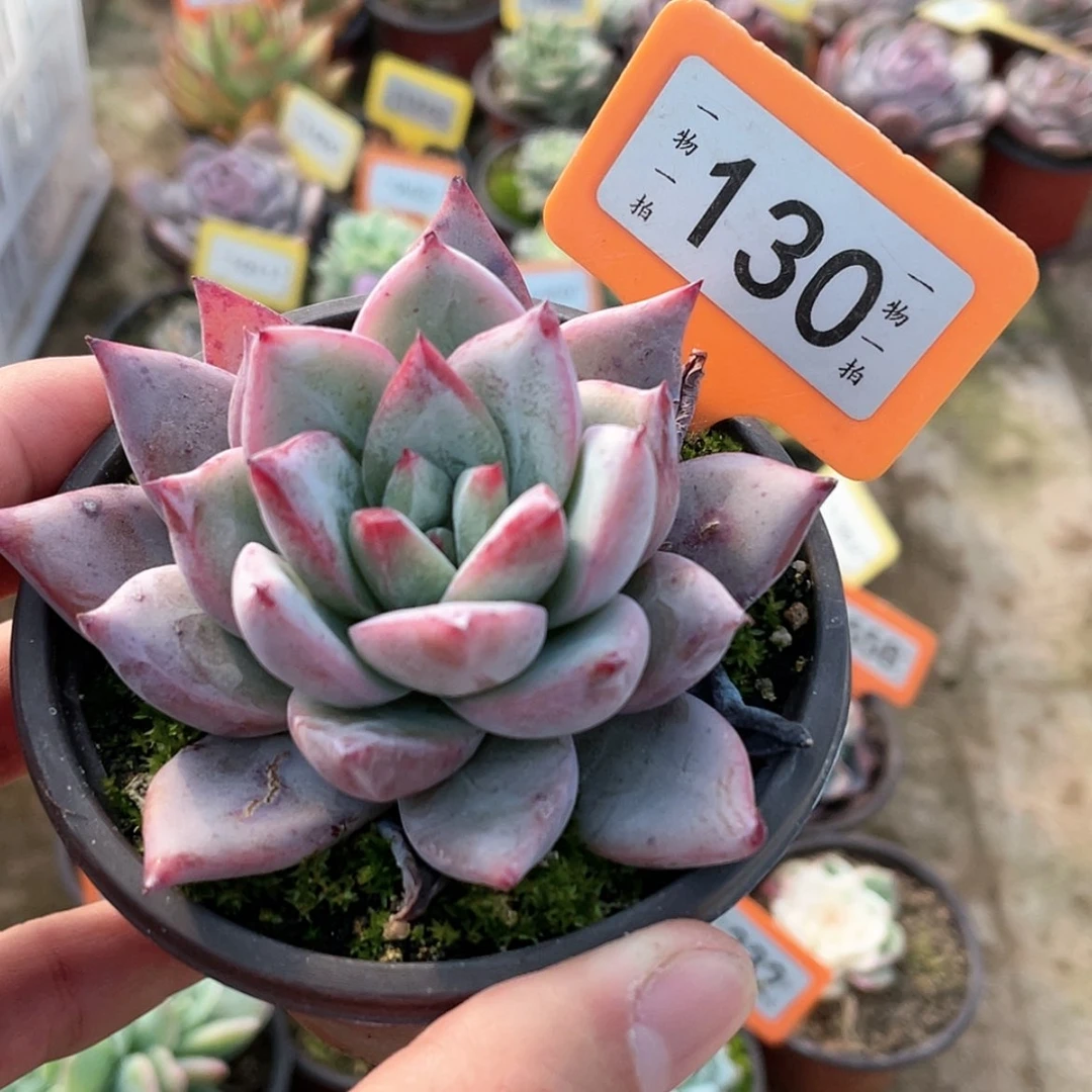 【闪购商品】130号