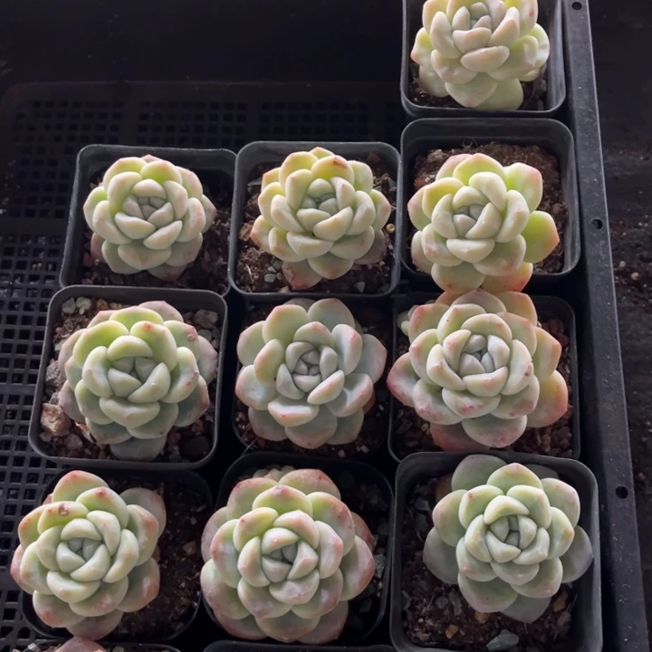 冰玉多肉七方盆一组冠幅5厘米13个5号