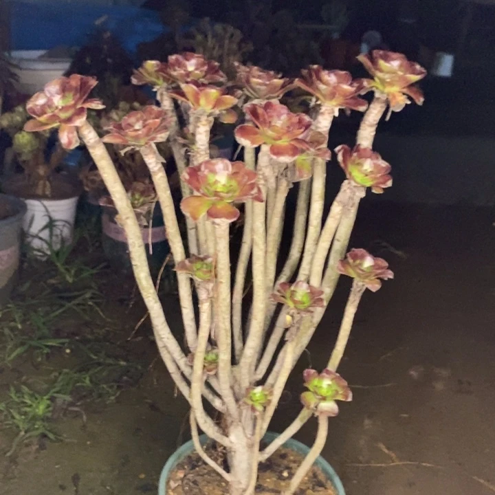 圆叶多肉植物055
