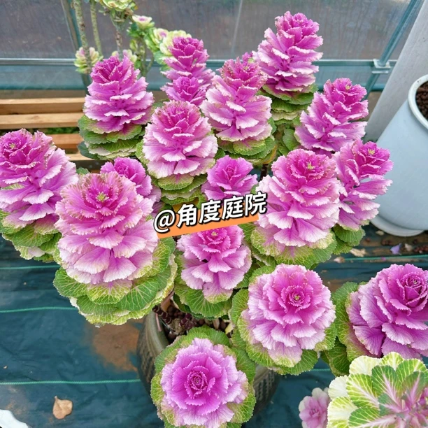 2025新羽衣甘蓝混色100粒庭院阳台均可种植耐寒耐高温