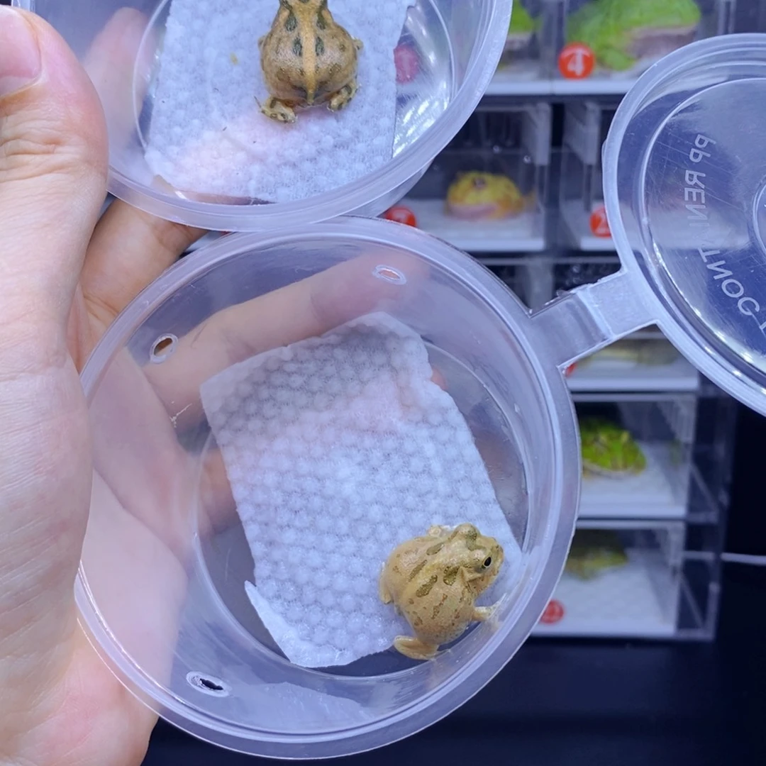 婚***N角蛙3-10cm闪购专享链接