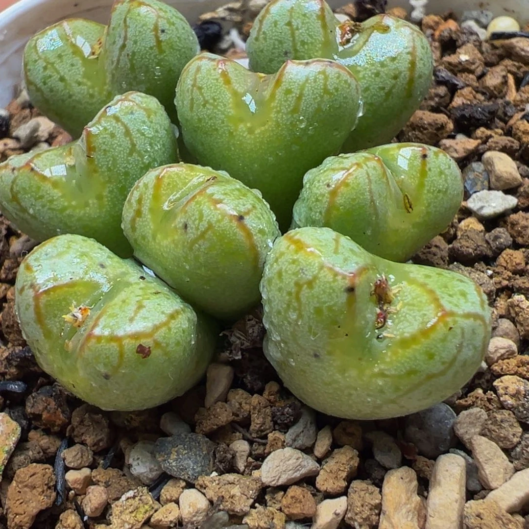 送奶工杂交多肉植物