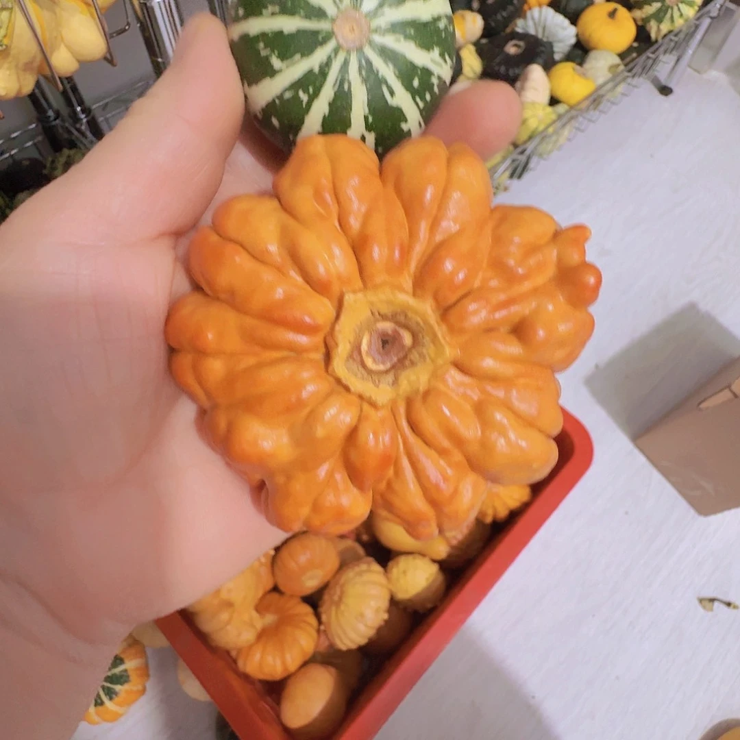 康*墨西哥七彩葫芦花饼