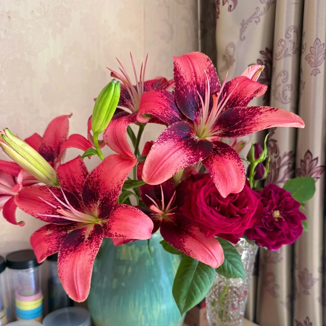 福利3颗球【紫梦】亚洲百合复色系开花早18/20百合阳台庭院种植