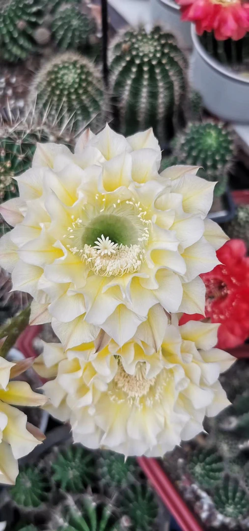 127号彩草仙人球侧芽3公分以上