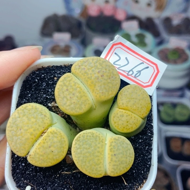 樱桃爱妃们的美肉