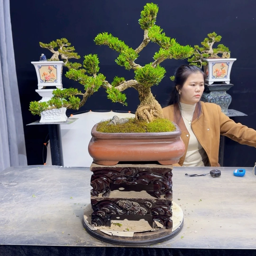 高端盆景艺术作品