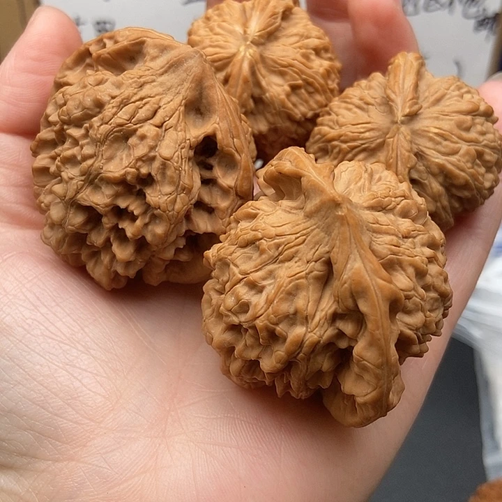 ～***～大大大大大大官帽白狮子黄