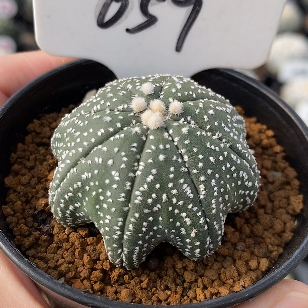 059海星兜系列产品