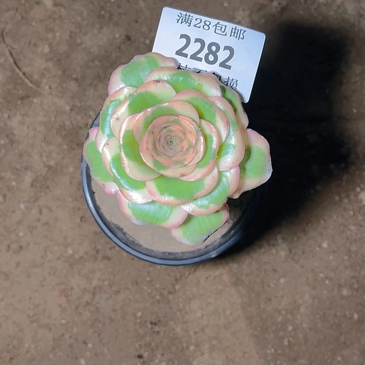 2282燕姿锦多肉植物