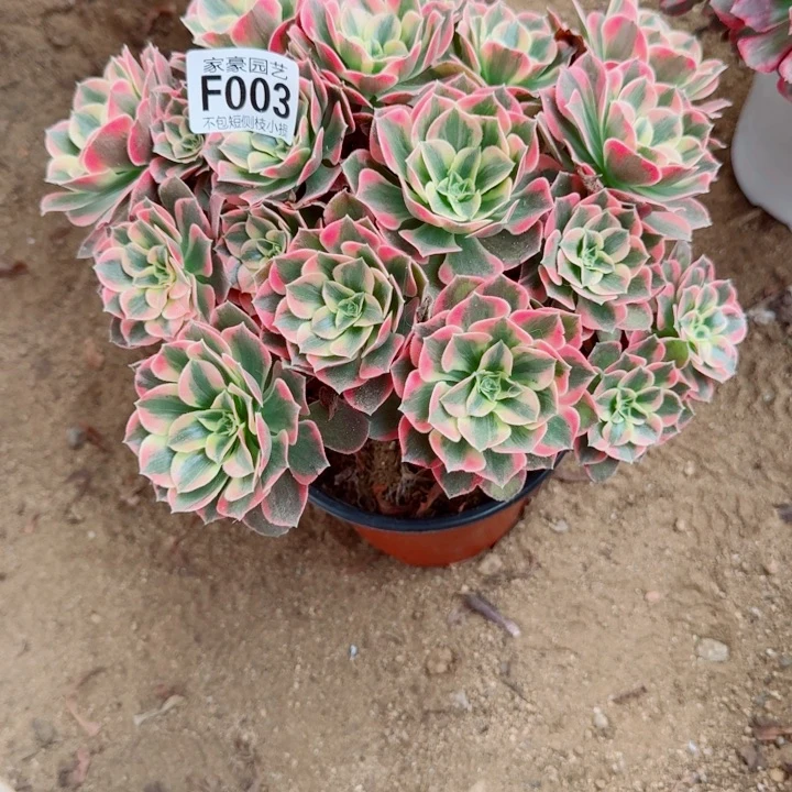 003粉女妖官服23左右2