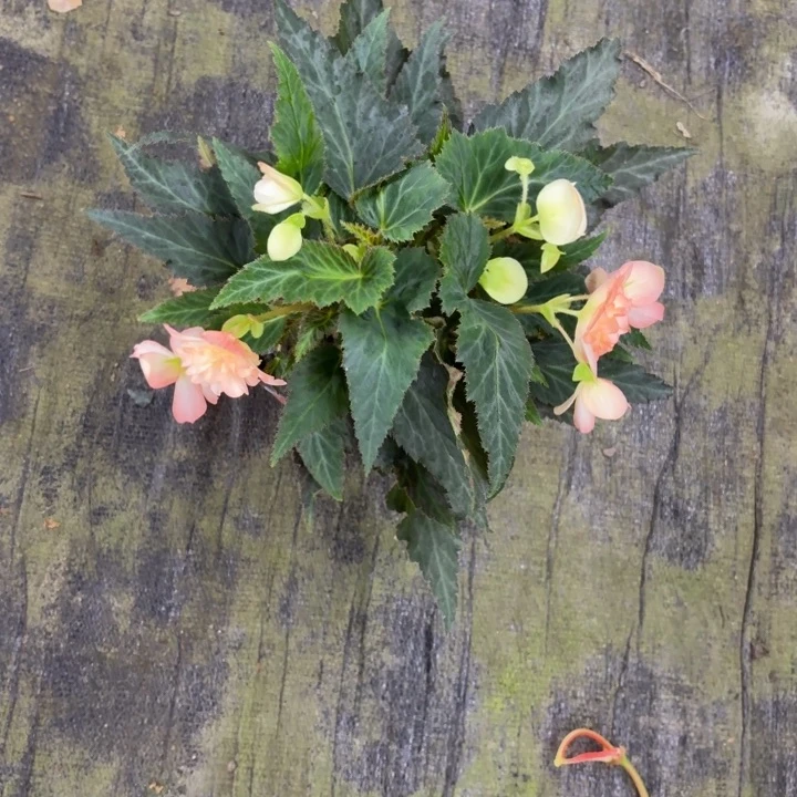 完全开放大盆香槟不售后