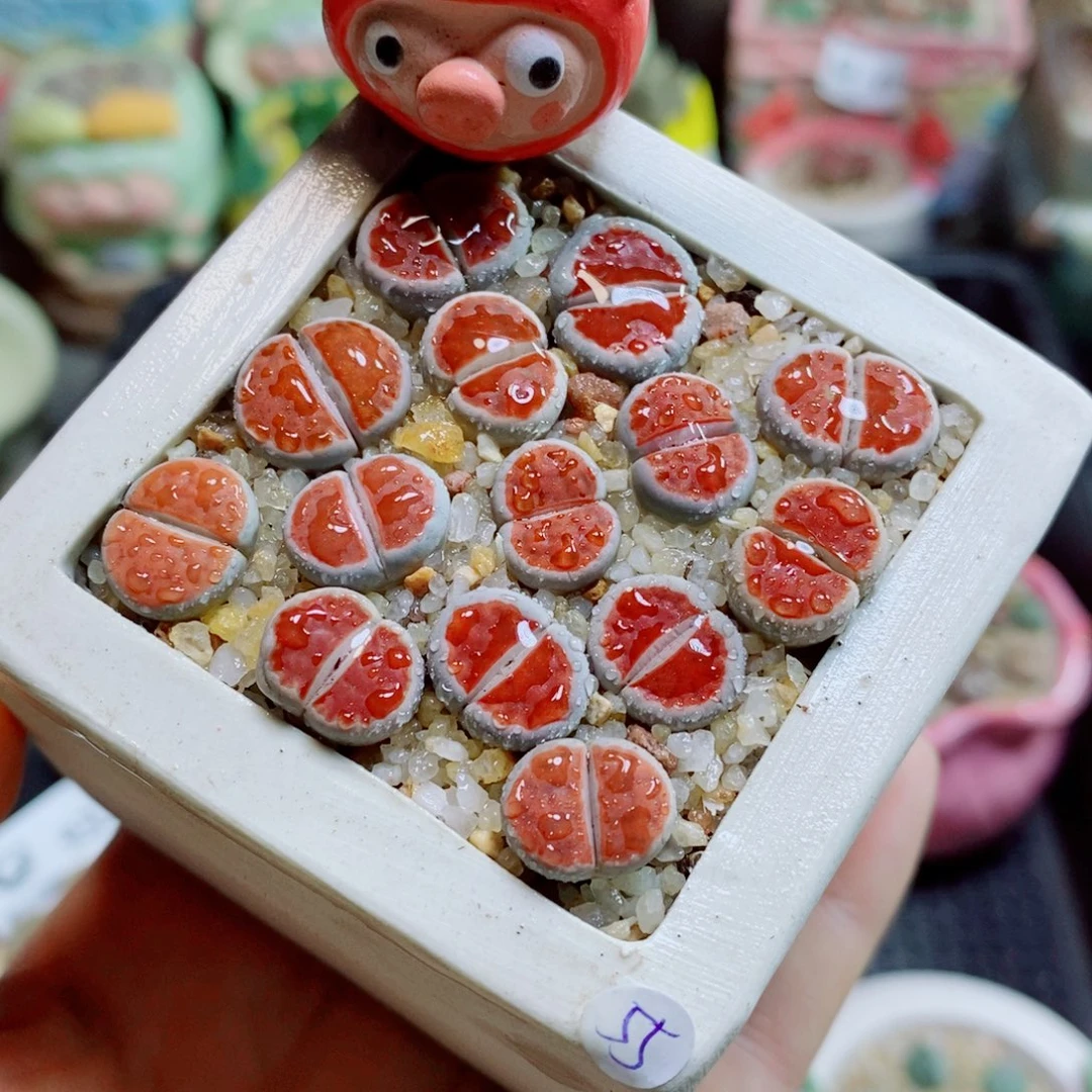 生石花花花哈哈哈哈哈哈937