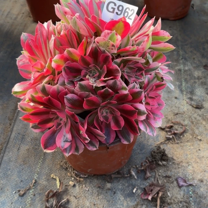 瑞妈多肉自助 962女巫