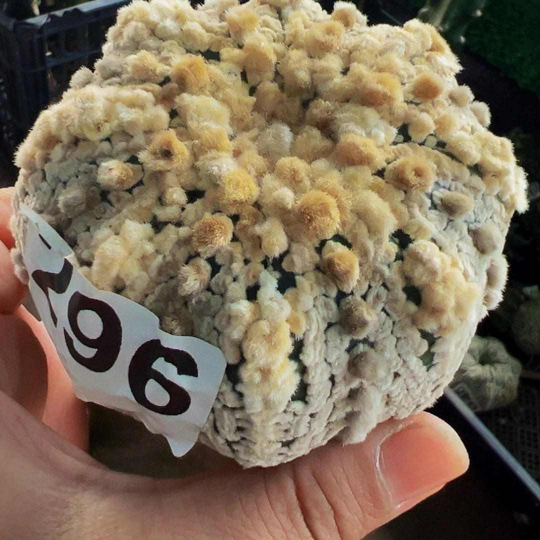 无花朵福利花园超兜296