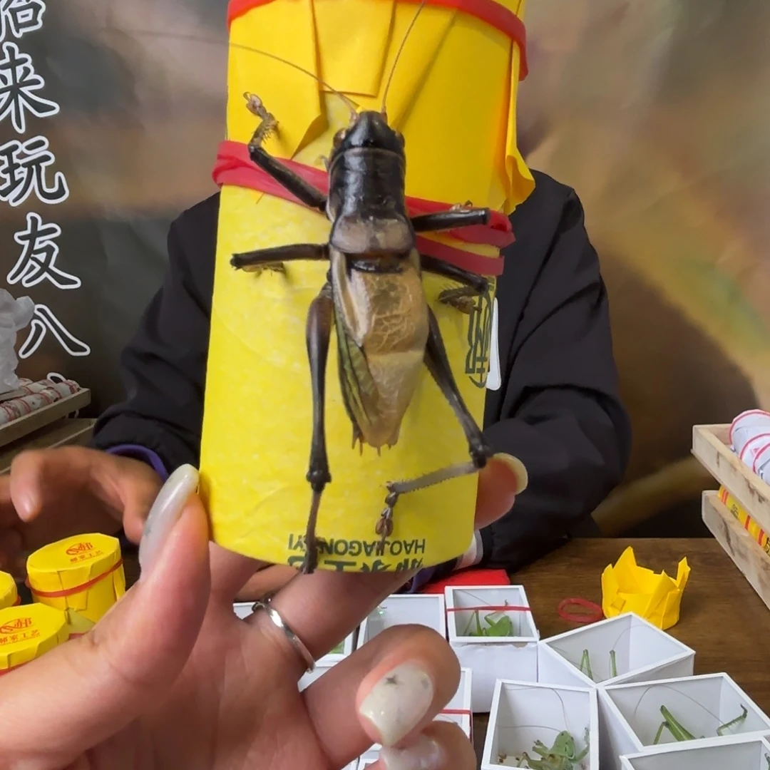 A***发蝈蝈蝈蝈福福价格