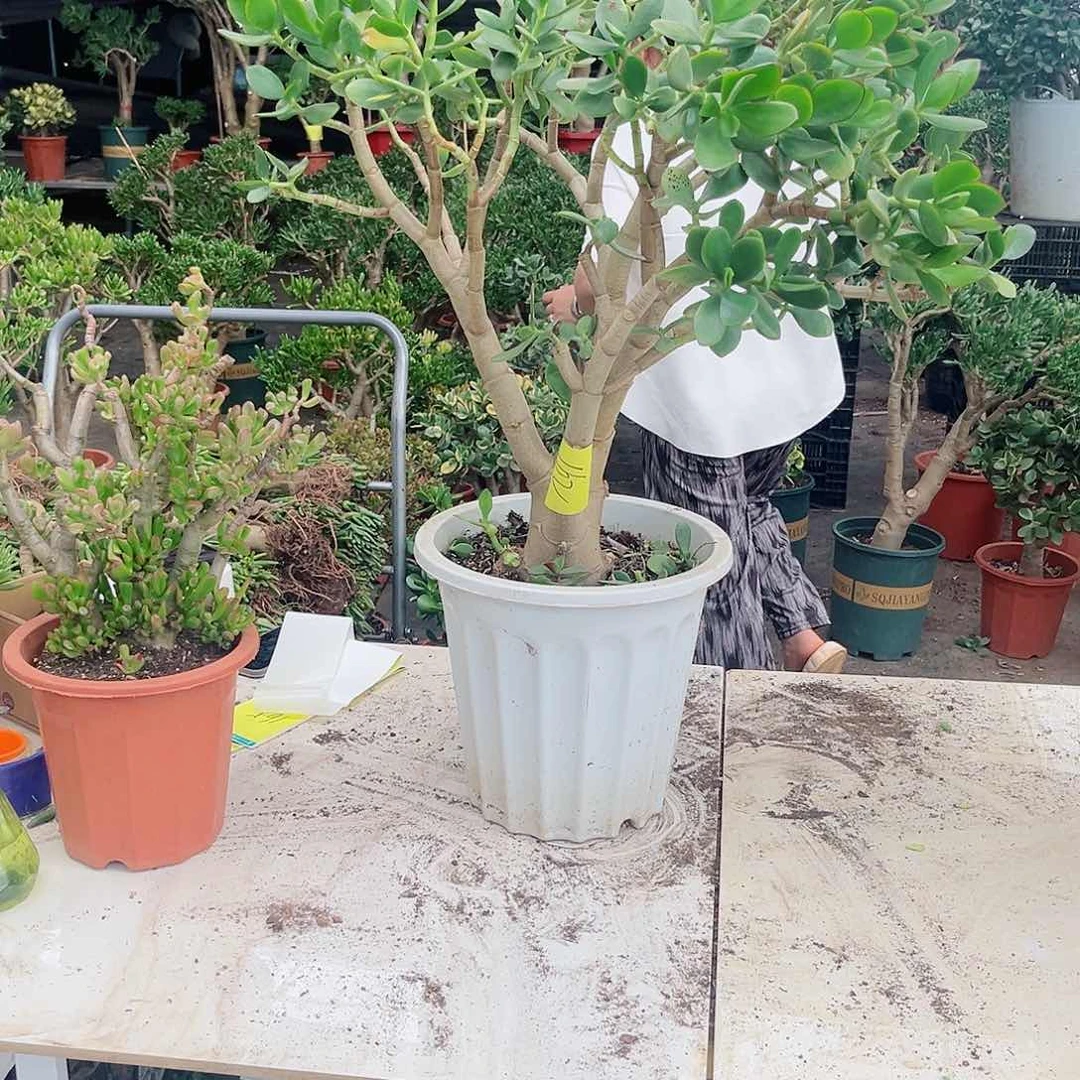 新花162色俄军哦哦兔哦哦哦