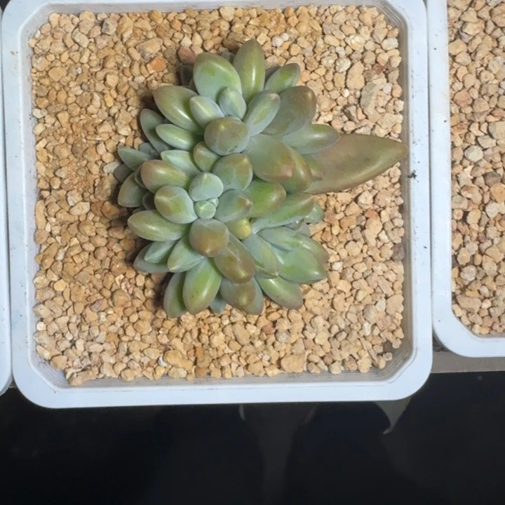 戴蒙德 群生  一物一拍