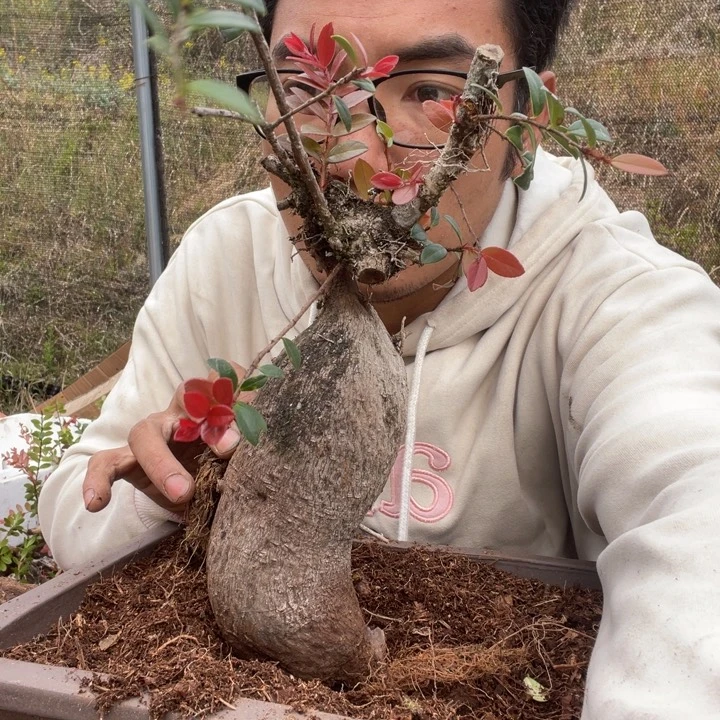 黔**香五翅莓人人都