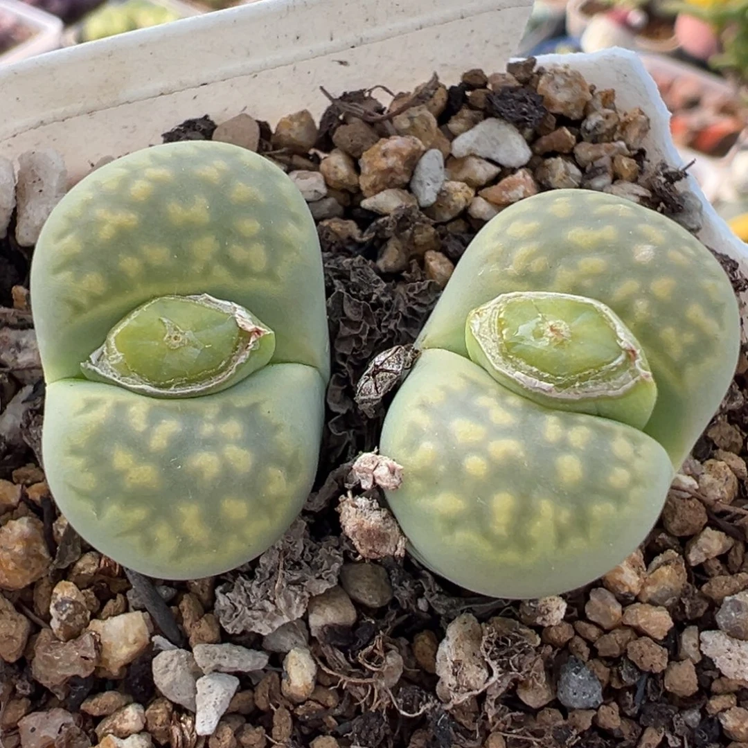 258多肉植物种类多样