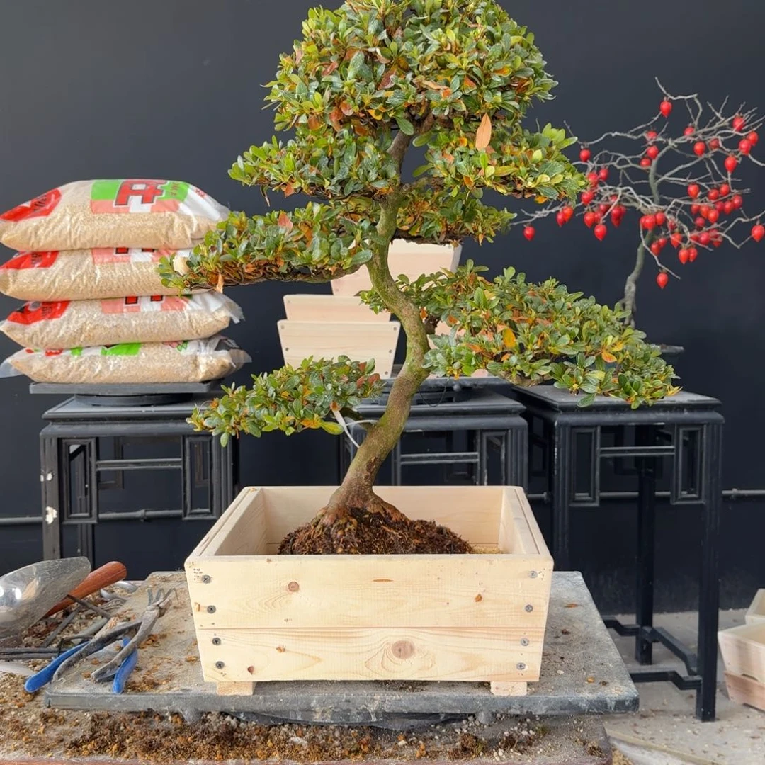 盆景跑顺丰到付紫园盆栽