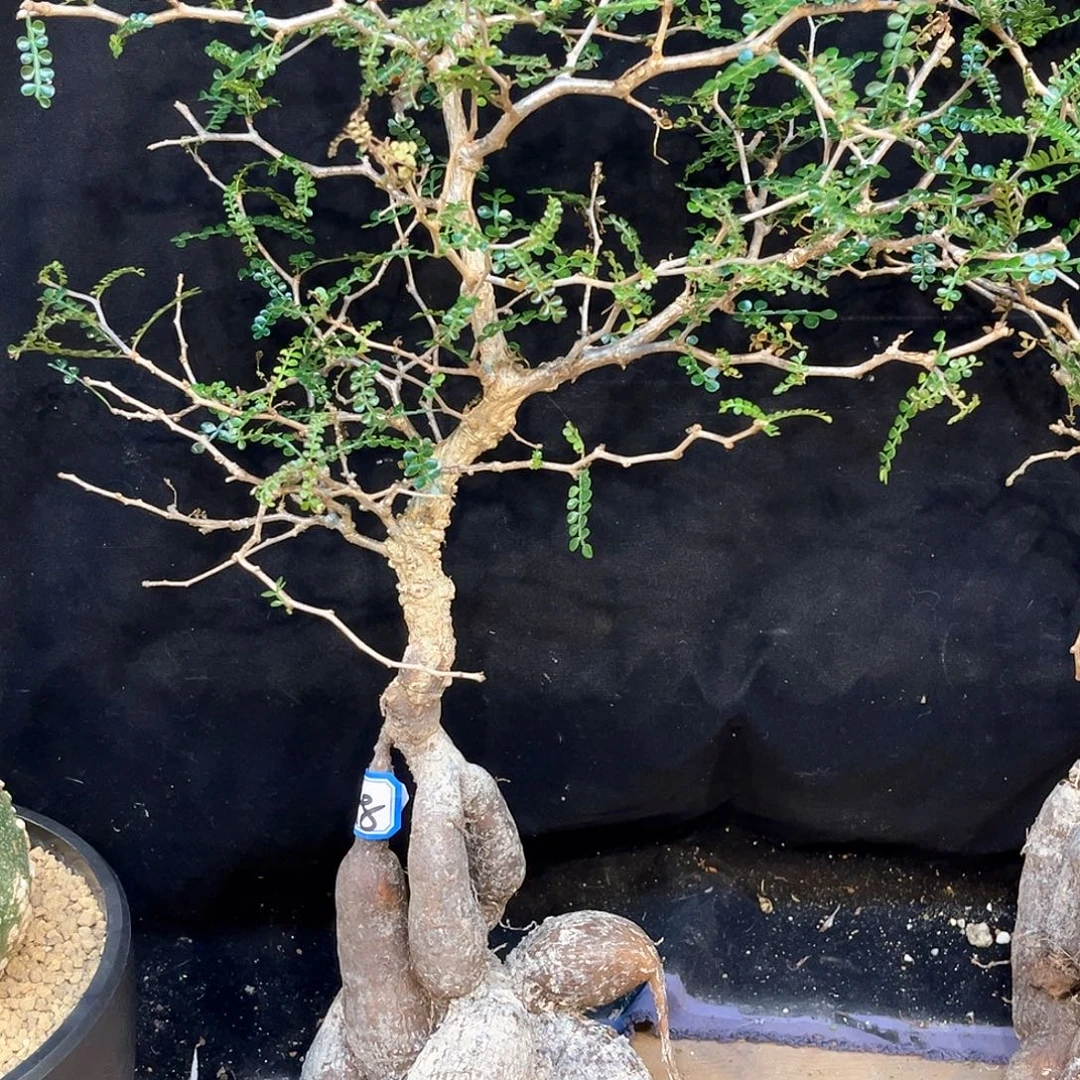 潮流植物象足漆树，妖娆款