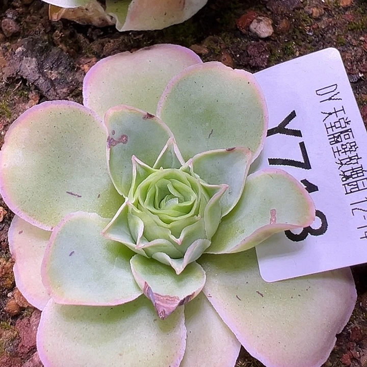 杨713 黛嫣 有伤福利
