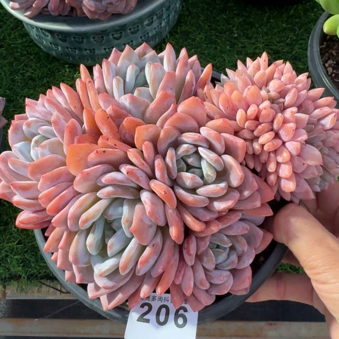 缀化         多肉植物