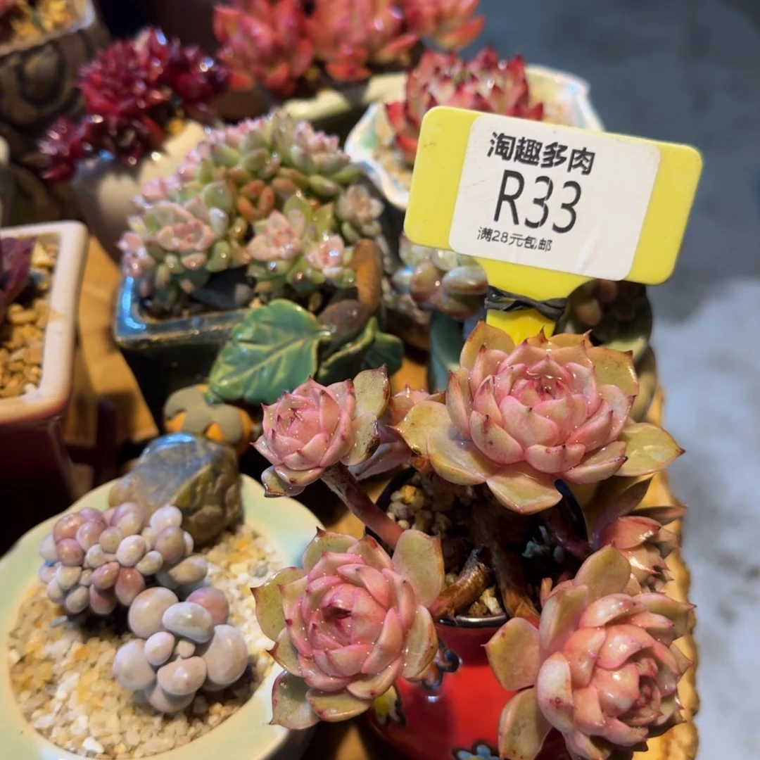 包肉植物黄金粉巴蒂斯