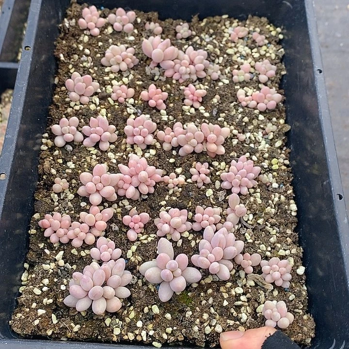 15 多肉植物盆栽花卉植物