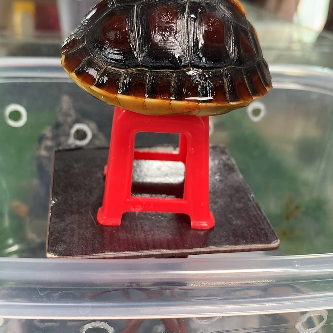 不分公母宠物龟皖南安缘小高背