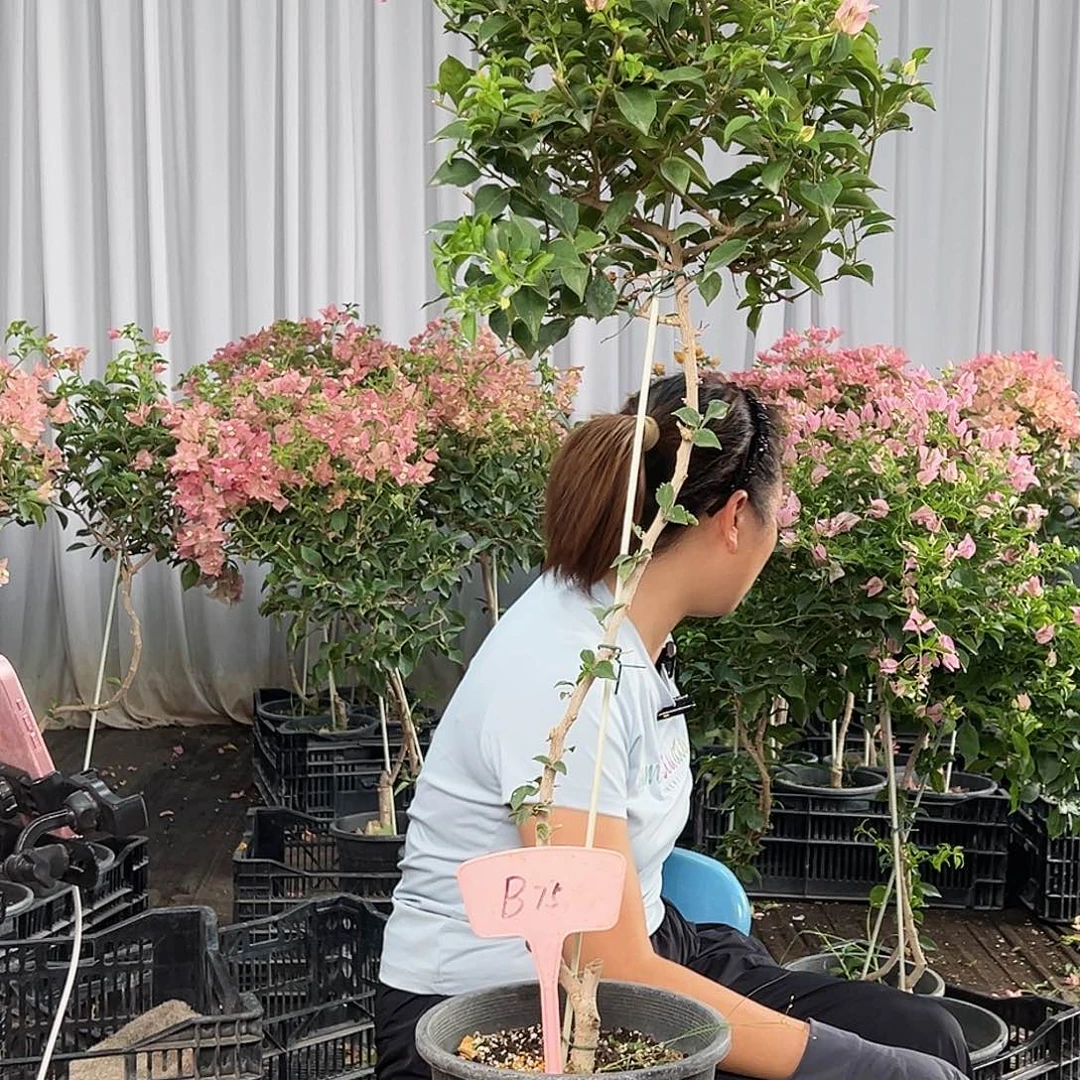 过***程当前无花栽培后可以开花B75魔法樱花