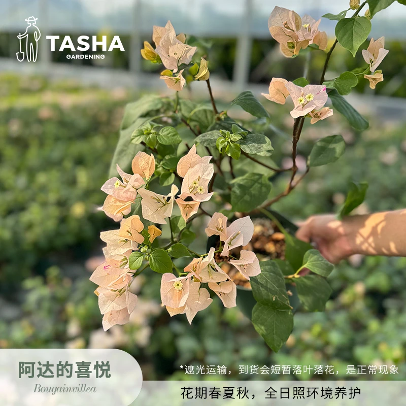 塔莎的花园三角梅阿达的喜悦 盆栽阳台花卉开花植物