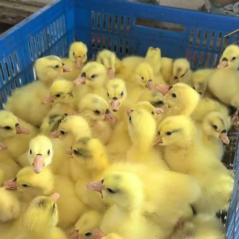 白色产蛋王   三花鹅宠物   顺丰包邮送货上门