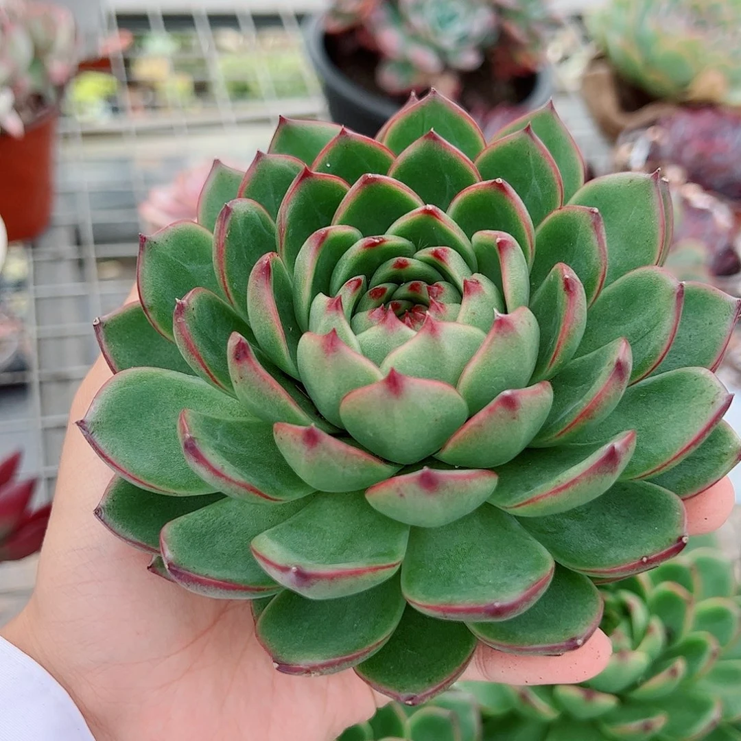 月亮石大单头精品特价