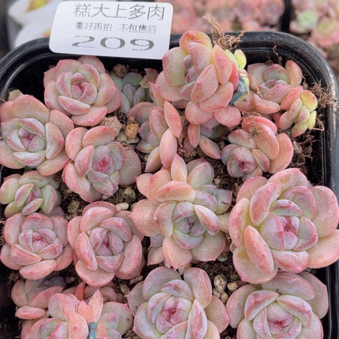 糕大上多肉植物209