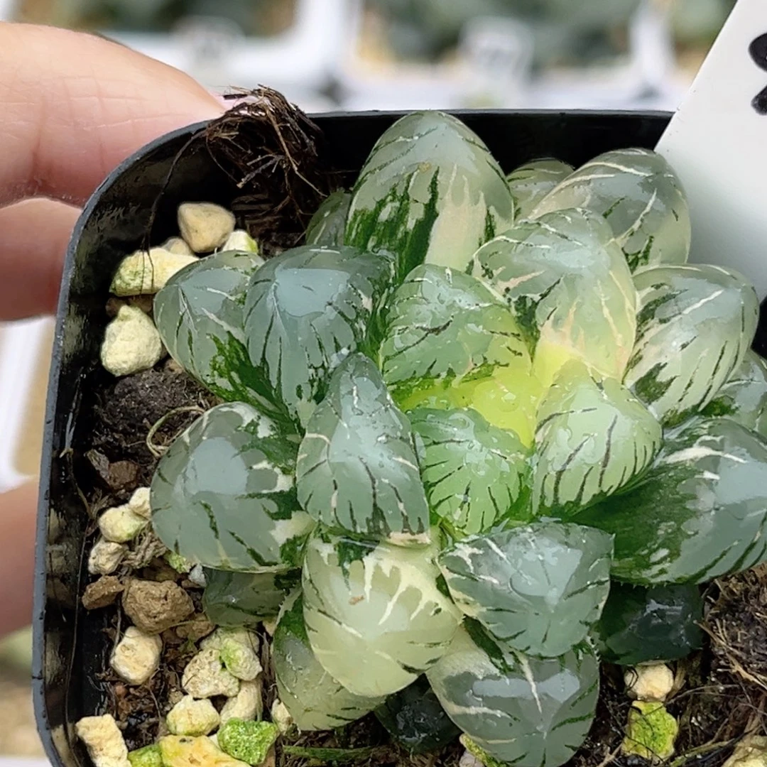 96冰灯玉露锦福利专场