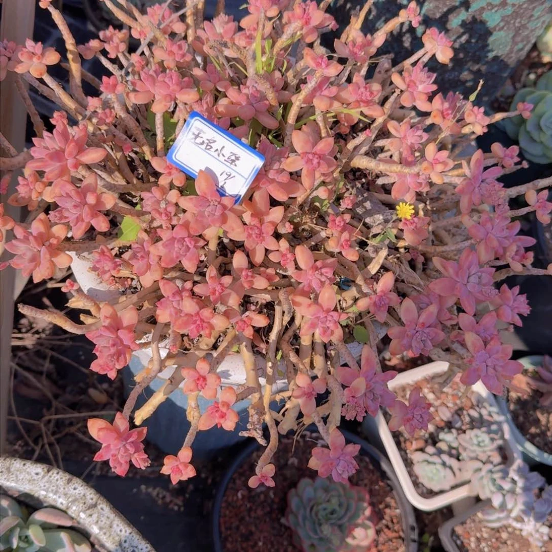 无***1无名小卒秋丽凡艺多肉